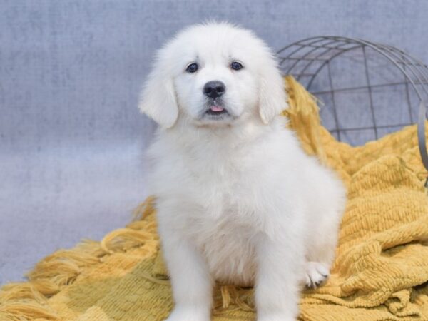 [#37280] Golden Female Golden Retriever Puppies for Sale