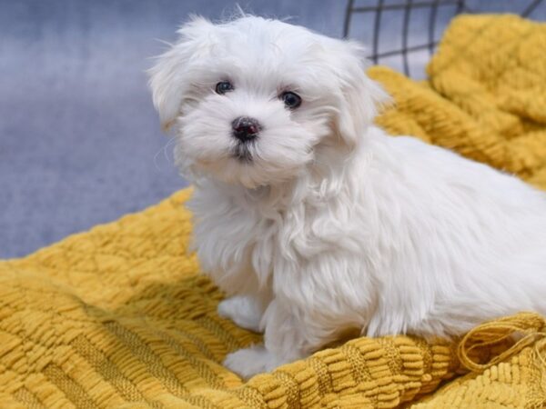 [#37293] White Male Maltese Puppies for Sale
