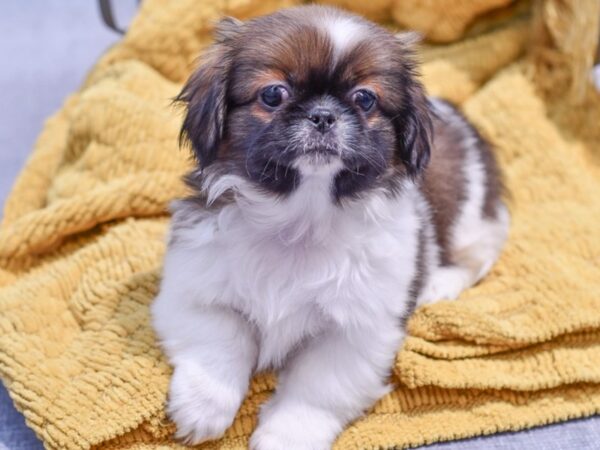 [#37295] Sable / White Male Pekingese Puppies for Sale