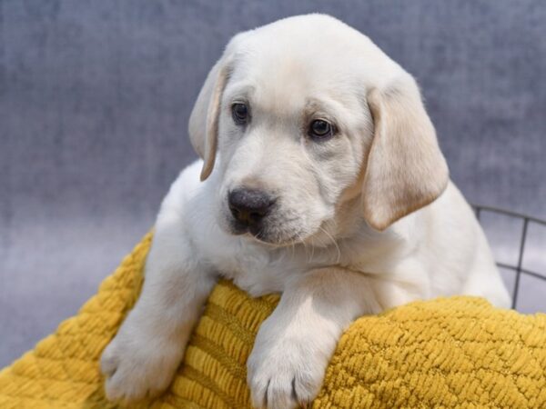[#37304] Yellow Male Labrador Retriever Puppies for Sale