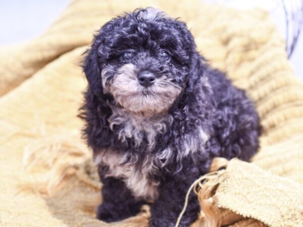 [#37309] Black Merle Male Havapoo Puppies for Sale