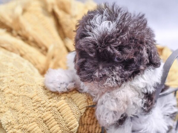 [#37310] Chocolate & White Male Havapoo Puppies for Sale