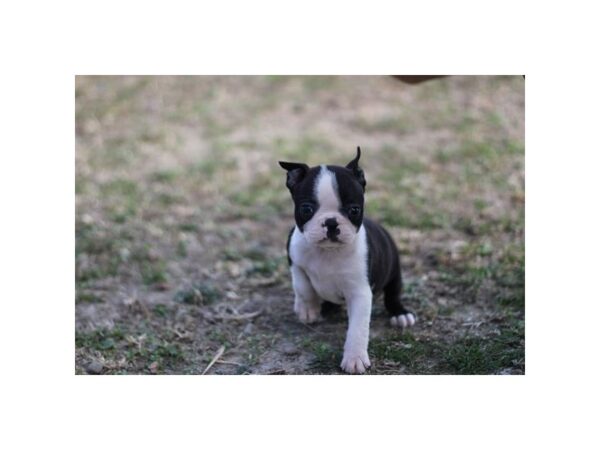 [#37327] Black / White Female Boston Terrier Puppies for Sale