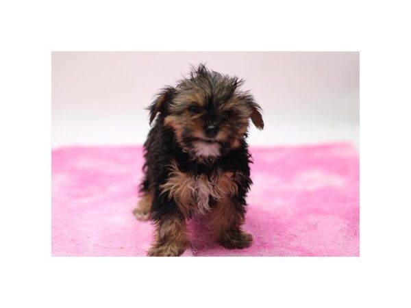 [#37322] Black / Brown Male Morkie Puppies for Sale