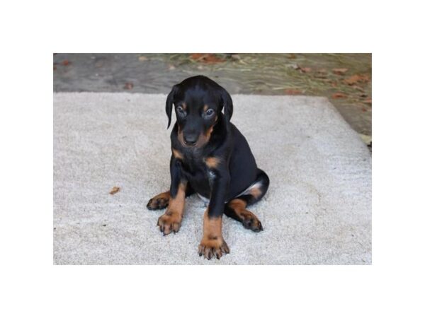 [#37320] Black / Rust Male Doberman Pinscher Puppies for Sale