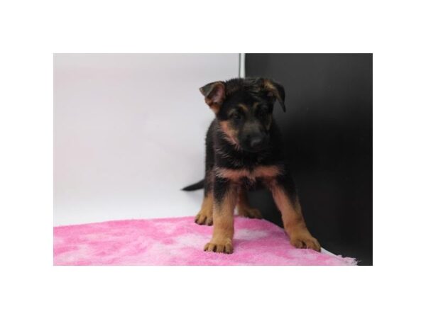 [#37318] Black / Red Female German Shepherd Dog Puppies for Sale