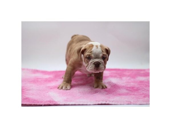 [#37316] Fawn / White Male English Bulldog Puppies for Sale