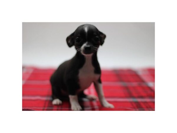 [#37315] Black / White Female Chihuahua Puppies for Sale