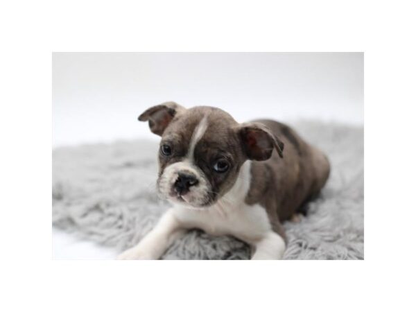 [#37326] Blue Merle Male Boston Terrier Puppies for Sale