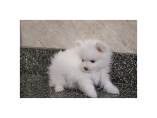 [#37321] White / Tan Male Pomeranian Puppies for Sale