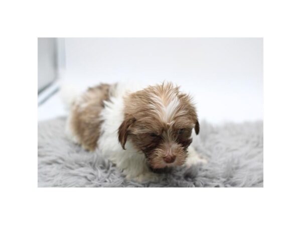 [#37314] Chocolate / White Male Havanese Puppies for Sale