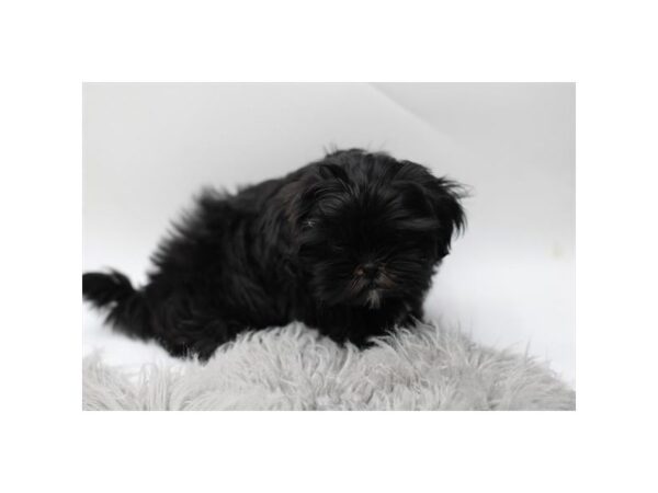 [#37312] Black Male Shih Tzu Puppies for Sale