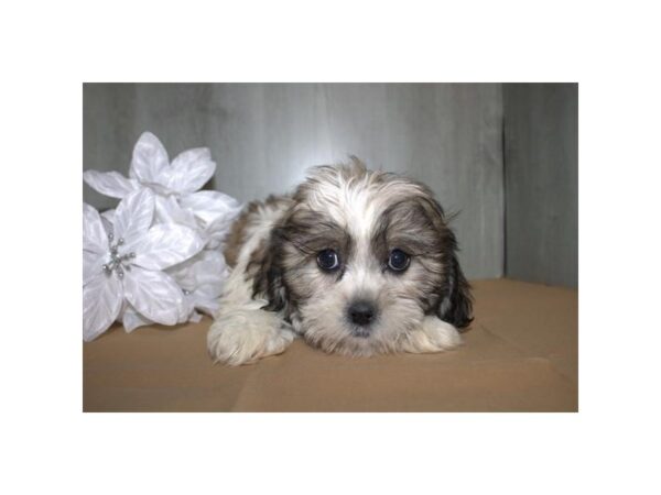 [#37340] Brown / White Female Teddy Bear Puppies for Sale