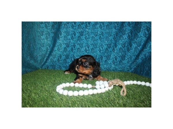 [#37338] Black / Tan Female Cavalier King Charles Spaniel Puppies for Sale
