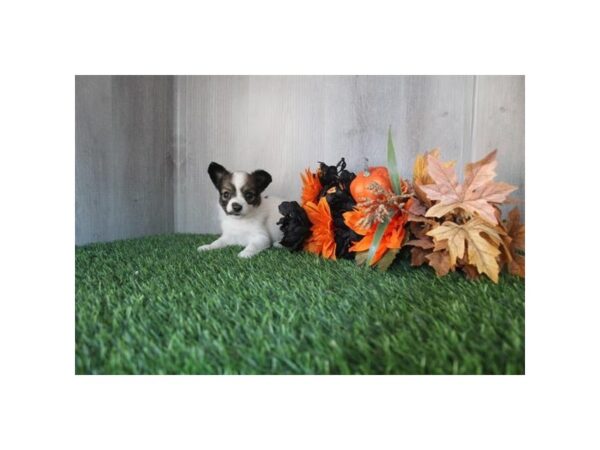 [#37335] Sable / Tan Female Papillon Puppies for Sale