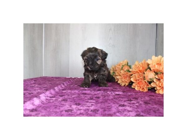 [#37334] Brindle Female Yorkiepoo Puppies for Sale