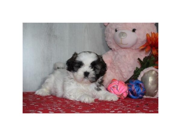 [#37333] Brown / White Male Shih Tzu Puppies for Sale