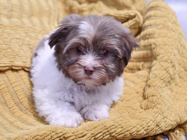 [#37314] Chocolate / White Male Havanese Puppies for Sale