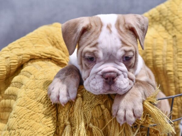 [#37316] Fawn / White Male English Bulldog Puppies for Sale