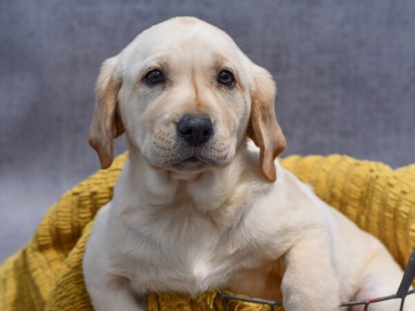[#37325] Yellow Female Labrador Retriever Puppies for Sale