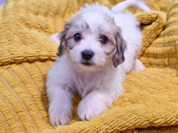 [#37332] White / Sable Male Coton De Tulear Puppies for Sale