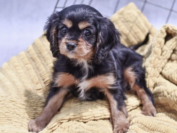[#37338] Black / Tan Female Cavalier King Charles Spaniel Puppies for Sale