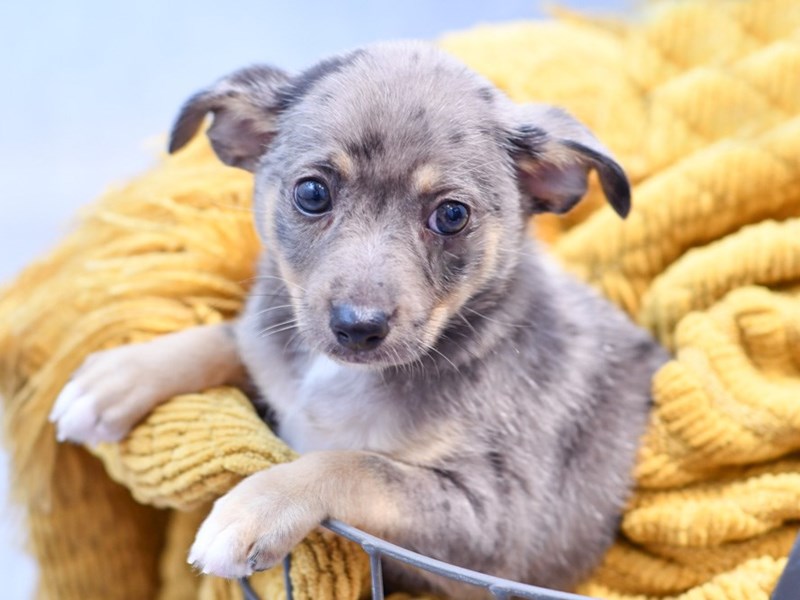 Pomeranian/Rat Terrier - 37181 Image #1
