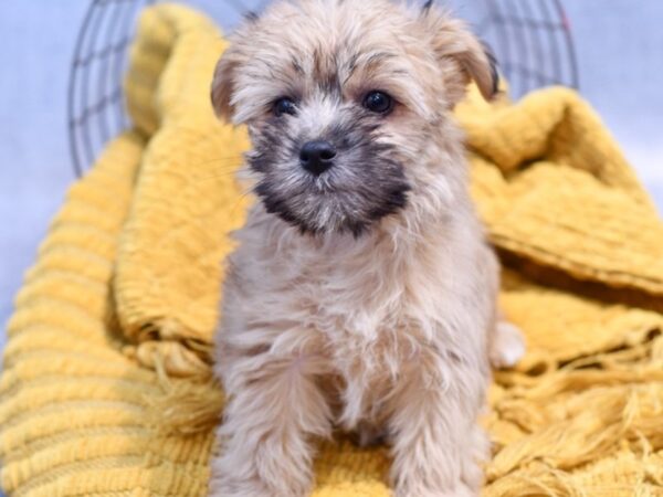 [#37197] Chocolate Sable Female Yochon Puppies for Sale
