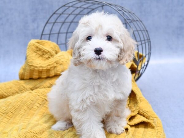 [#37205] Cream Female Cockapoo Puppies for Sale