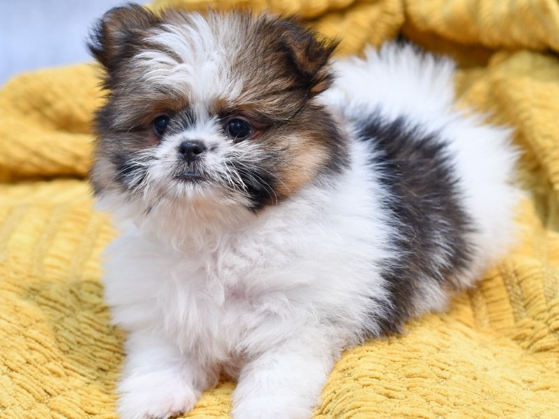 Shih Pom - 37206 Image #1