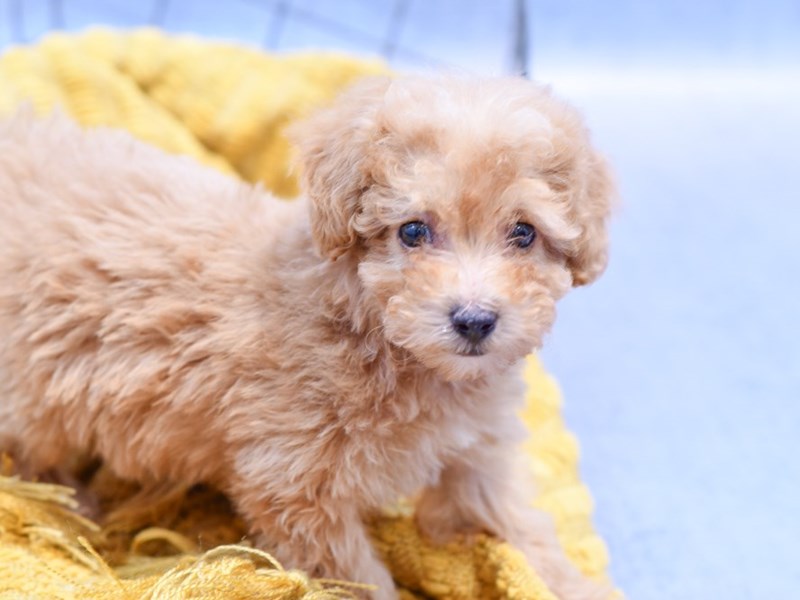 Toy Poodle - 37237 Image #1