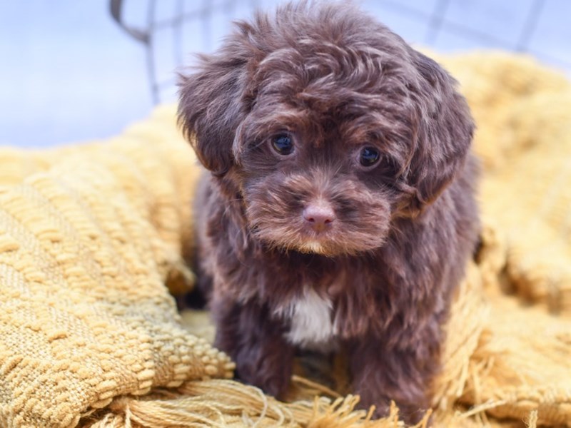 Malti Pom Poo - 37239 Image #1