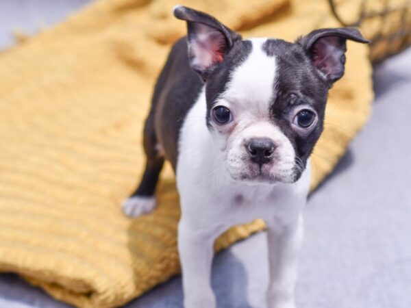 [#37223] Black and White Female Boston Terrier Puppies for Sale