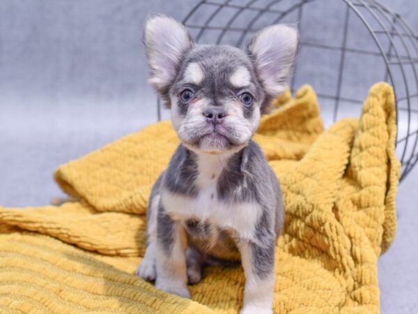 [#37253] Blue / Tan Female Fluffy French Bulldog Puppies for Sale