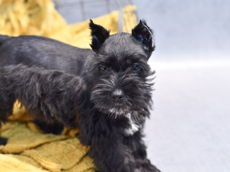 Miniature Schnauzer - 37273 Image #1