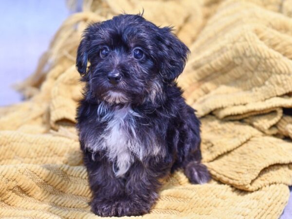 [#37282] Black / Tan Male Yorkiepoo Puppies for Sale