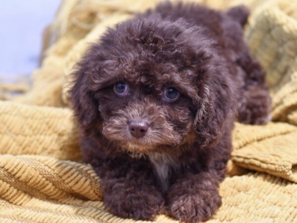 [#37284] Chocolate Female Cockapoo Puppies for Sale