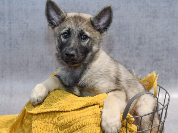 [#37286] Sable Male Norwegian Elkhound Puppies for Sale