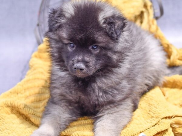 [#37294] Black / Silver Male Keeshond Puppies for Sale