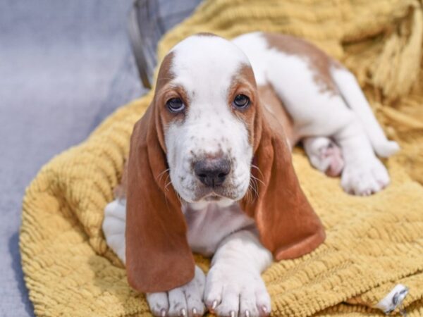 [#37296] Lemon / White Female Basset Hound Puppies for Sale