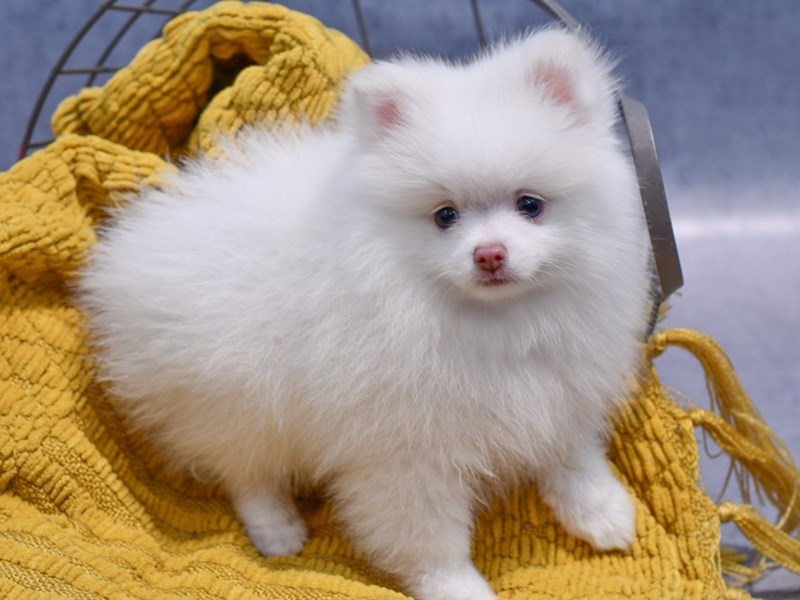 Pomeranian - 37303 Image #1