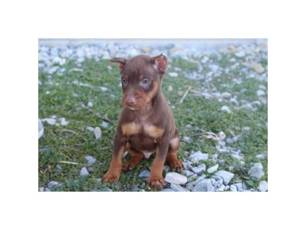 [#37323] Chocolate / Tan Male Miniature Pinscher Puppies for Sale