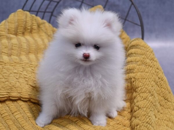 [#37321] White / Tan Male Pomeranian Puppies for Sale