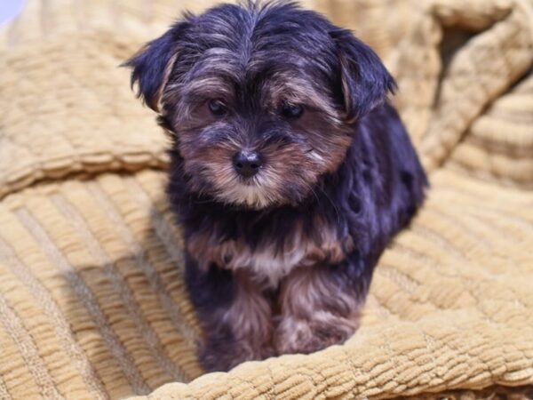 [#37322] Black / Brown Male Morkie Puppies for Sale