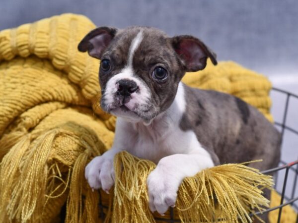[#37326] Blue Merle Male Boston Terrier Puppies for Sale