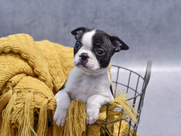 [#37327] Black / White Female Boston Terrier Puppies for Sale