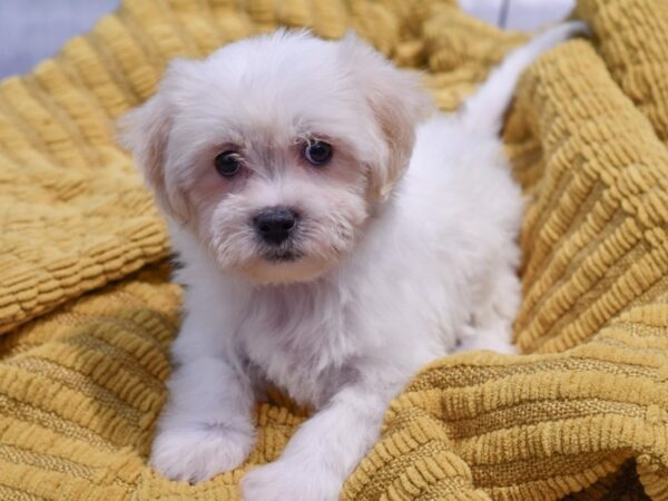 [#37336] Gold / White Female Teddy Bear Puppies for Sale