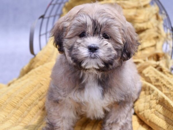 [#37337] Brown / White Female Lhasa Apso Puppies for Sale