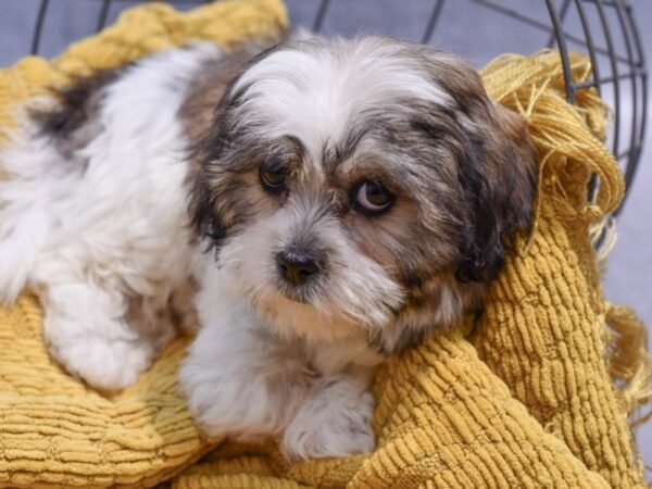 [#37340] Brown / White Female Teddy Bear Puppies for Sale