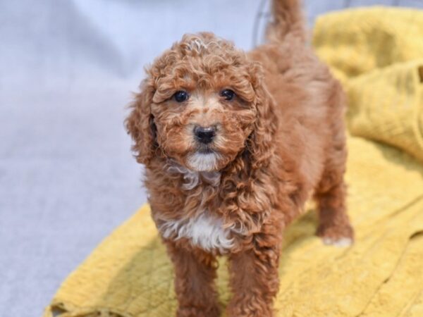 [#37342] Red & Whjite Female Miniature Poodle Puppies for Sale